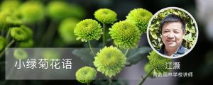 小绿菊花语