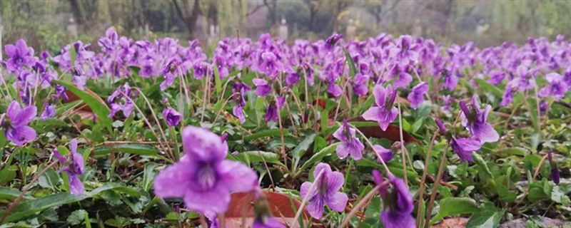 紫花地丁黄叶的原因和处理办法