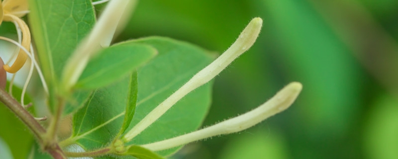 长期喝金银花泡水好处，金银花的食用方法