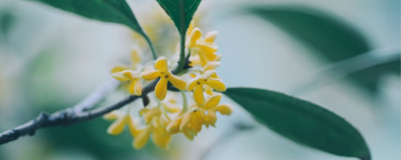 焦作适合养什么花，市花和市树是什么