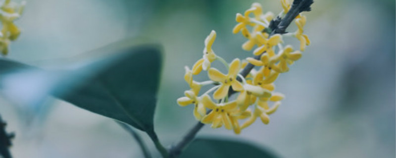 郑州适合养什么花，市花和市树是什么