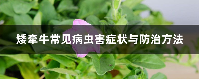 矮牵牛的病虫害防治大全