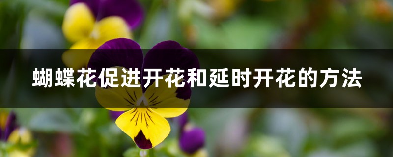 蝴蝶花促进开花和延时开花的方法