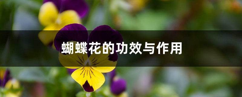 蝴蝶花的功效与作用