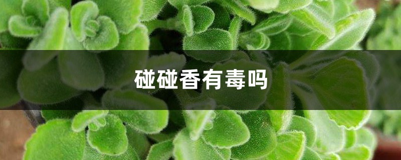 碰碰香有毒吗