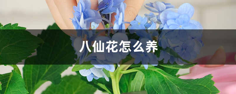 八仙花怎么养