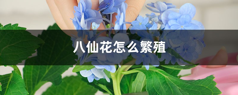 八仙花怎么繁殖