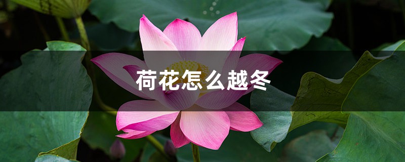 荷花怎么越冬