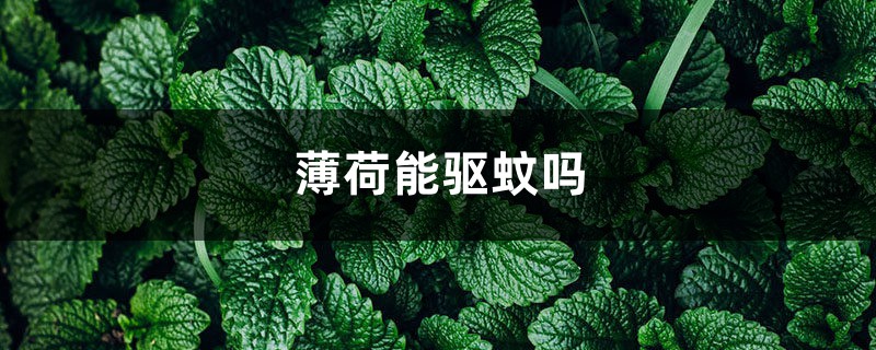 薄荷能驱蚊吗