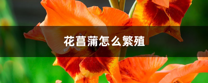 花菖蒲怎么繁殖