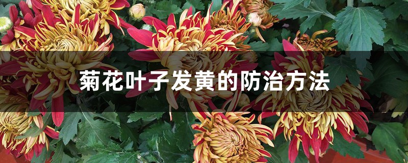 菊花叶子发黄的防治方法