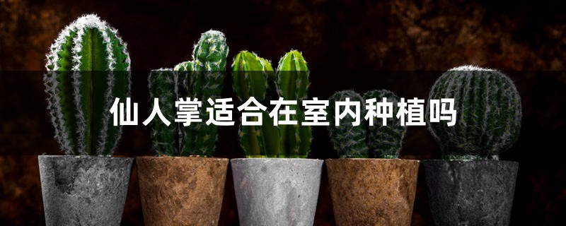 仙人掌适合在室内种植吗