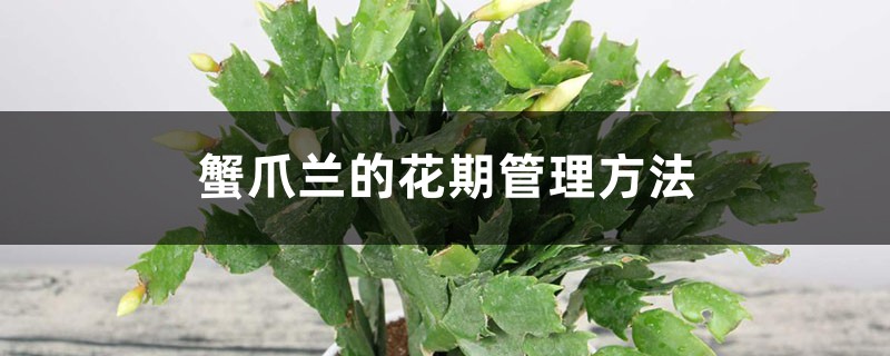 蟹爪兰的花期管理方法