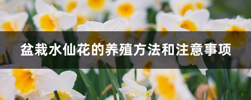 盆栽水仙花的养殖方法和注意事项