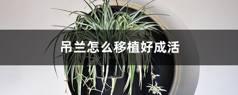 吊兰怎么移植好成活