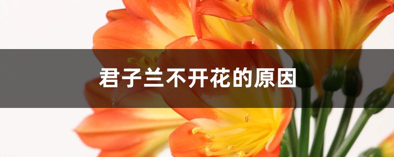 君子兰不开花的原因