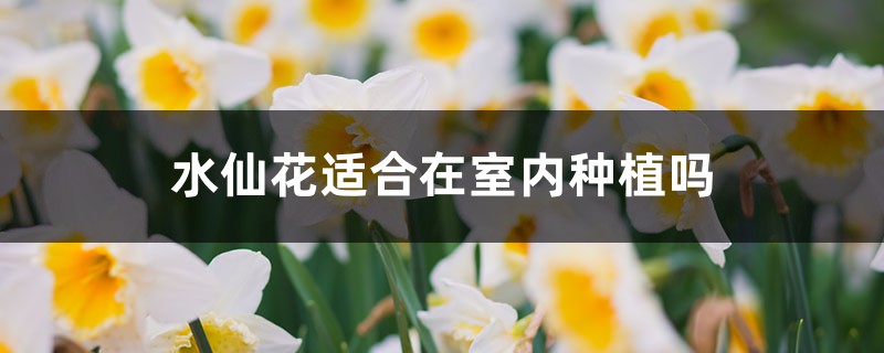 水仙花适合在室内种植吗