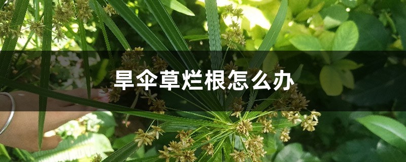 旱伞草烂根怎么办