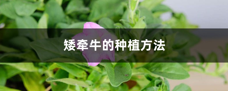 矮牵牛的种植方法