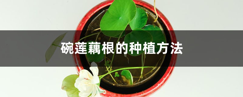 碗莲藕根的种植方法