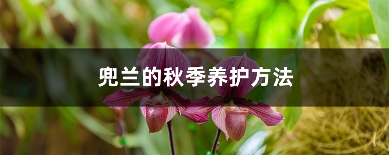 兜兰的秋季养护方法