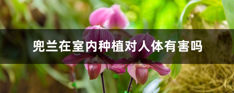 兜兰在室内种植对人体有害吗