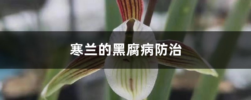 寒兰的黑腐病防治