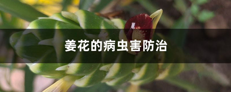 姜花的病虫害防治