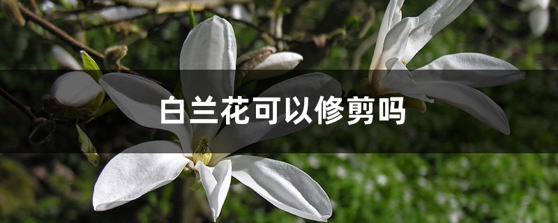 白兰花可以修剪吗