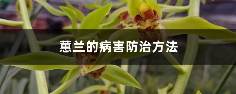 蕙兰的病害防治方法