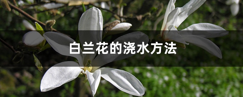 白兰花的浇水方法