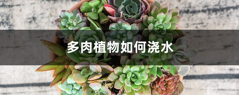 多肉植物如何浇水