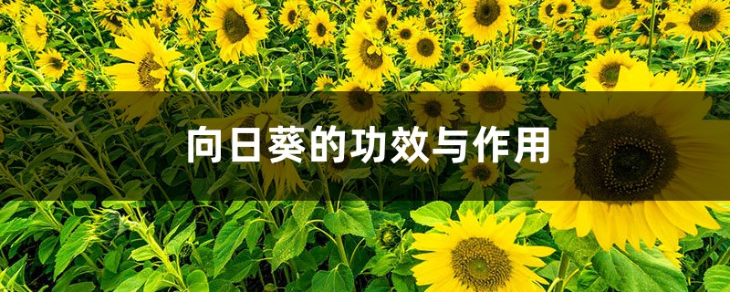 向日葵的功效与作用