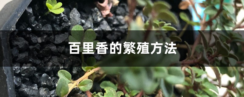 百里香的繁殖方法