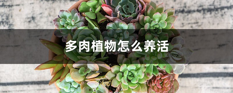 多肉植物怎么养活