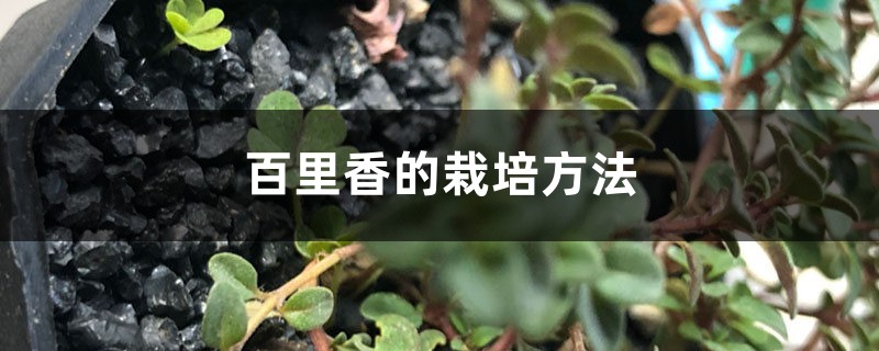 百里香的栽培方法