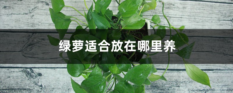 绿萝适合放在哪里养