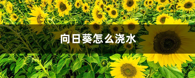 向日葵怎么浇水