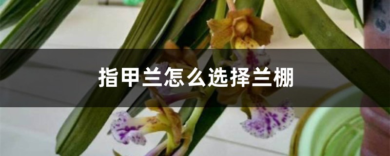 指甲兰怎么选择兰棚