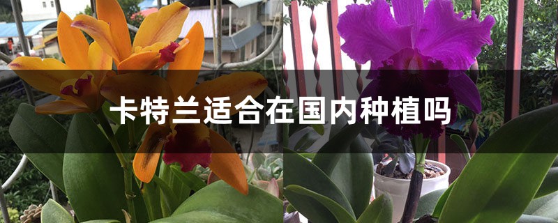 卡特兰适合在国内种植吗