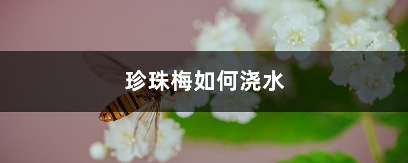 珍珠梅如何浇水