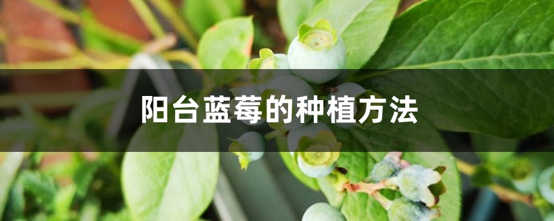 阳台蓝莓的种植方法