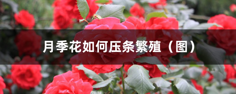 月季花如何压条繁殖（图）