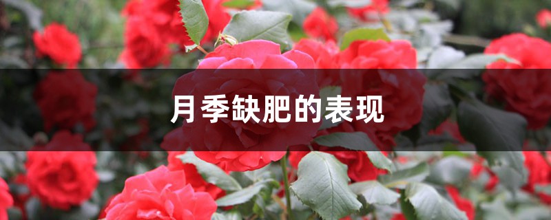 月季缺肥的表现