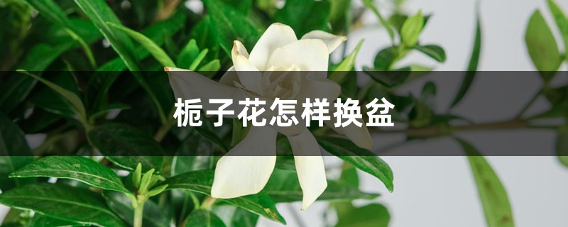 栀子花怎样换盆