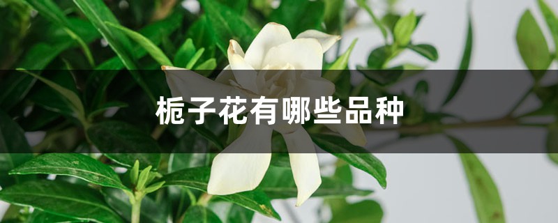 栀子花有哪些品种