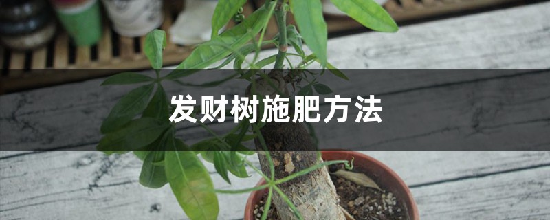 发财树施肥方法