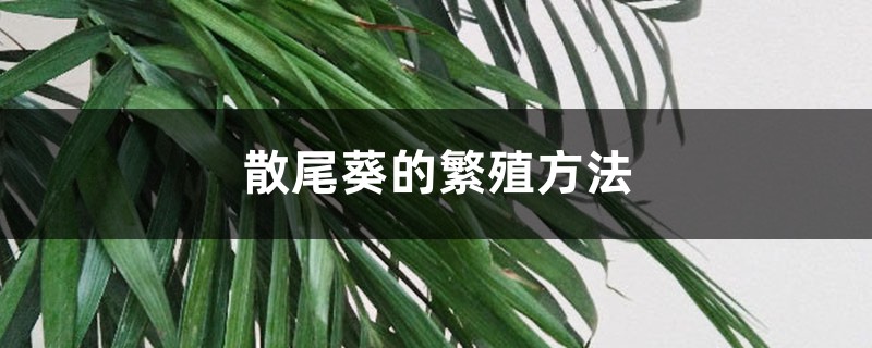 散尾葵的繁殖方法