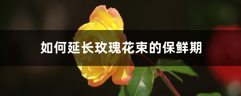 如何延长玫瑰花束的保鲜期