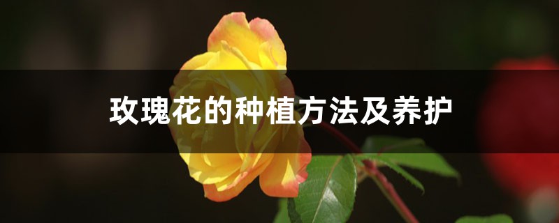 玫瑰花的种植方法及养护